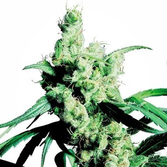 Silver Haze (Sensi Seeds) feminiserade cannabisfr&ouml;n