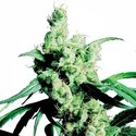 Silver Haze (Sensi Seeds) Feminiserade