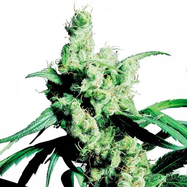 Silver Haze (Sensi Seeds) Feminiserade