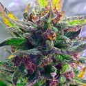 Auto Strawberry Milkshake (BSB Genetics) Feminiserade