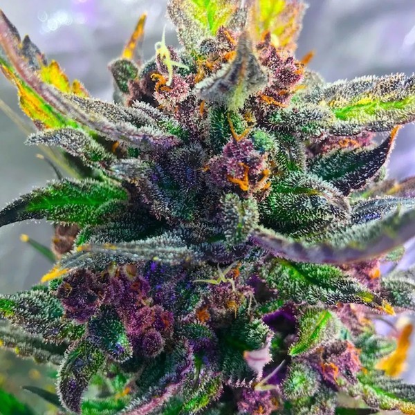 Auto Strawberry Milkshake (BSB Genetics) Feminiserade