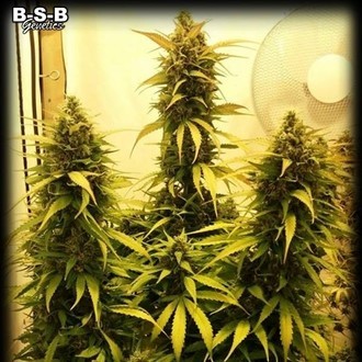 Auto Sweet Tooth (BSB Genetics) Feminiserade