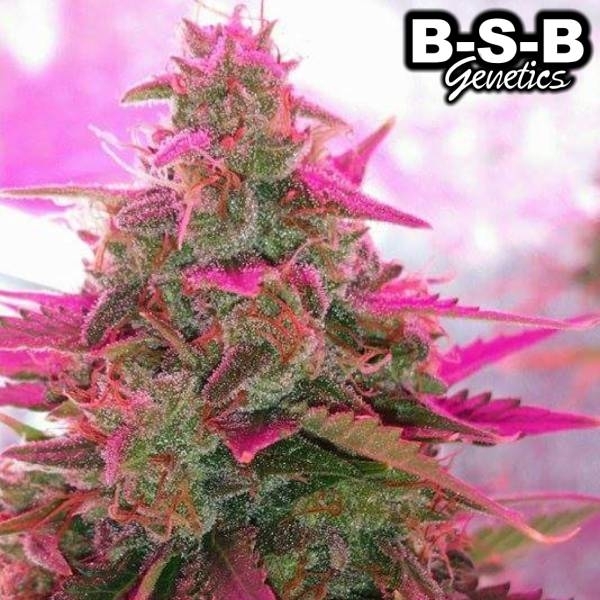 Auto Sweet Tooth (BSB Genetics) Feminiserade