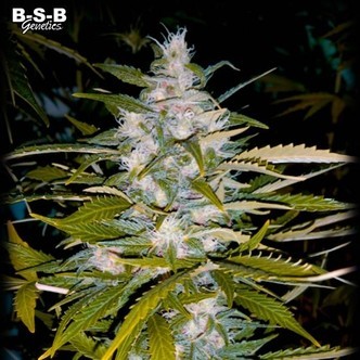 Autoflower Critical+ (BSB Genetics) feminiserade