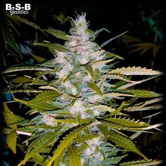 Auto Critical+ (BSB Genetics) Feminiserade