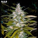 Auto Critical+ (BSB Genetics) Feminiserade