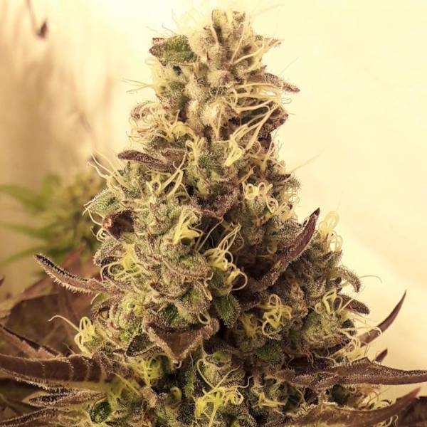 Cali Cookies (BSB Genetics) Feminiserade