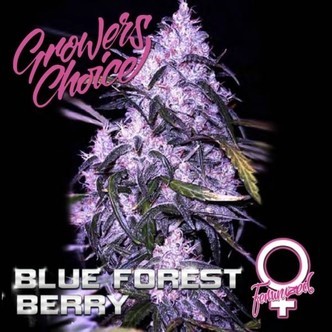 Blue Forest Berry (Grower's Choice) feminiserade