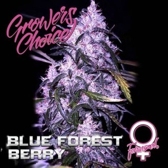 Blue Forest Berry (Growers Choice) Feminiserade