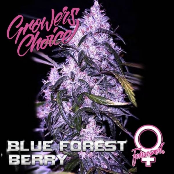 Blue Forest Berry (Growers Choice) Feminiserade