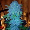 Blue Forest Berry (Growers Choice) Feminiserade