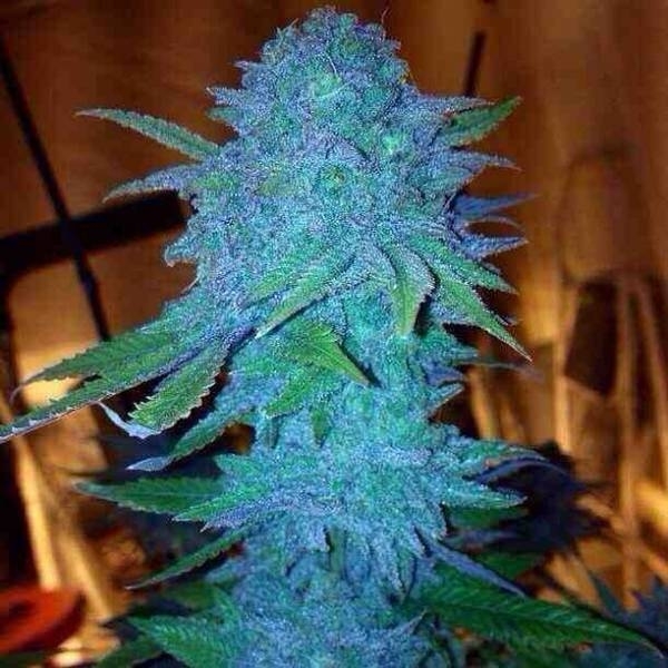 Blue Forest Berry (Growers Choice) Feminiserade