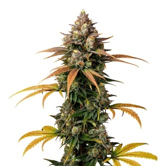 Brain Damage (Growers Choice) Feminiserade