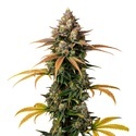Brain Damage (Growers Choice) Feminiserade