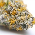 Gelato 41 (Growers Choice) Feminiserade