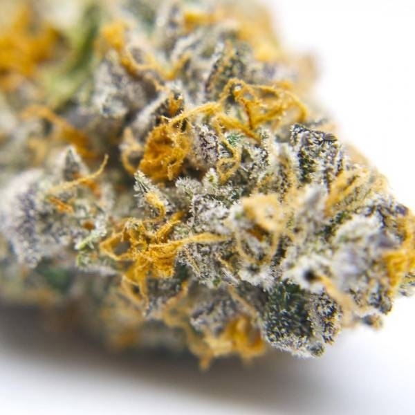 Gelato 41 (Growers Choice) Feminiserade