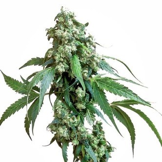 Jack Flash 5 (Sensi Seeds) feminiserade cannabisfr&ouml;n