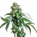 Jack Flash 5 (Sensi Seeds) Feminiserade