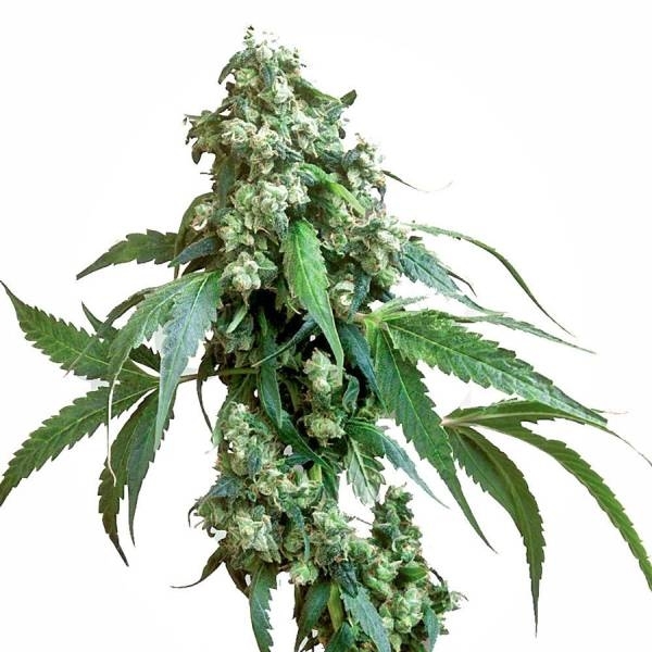 Jack Flash 5 (Sensi Seeds) Feminiserade