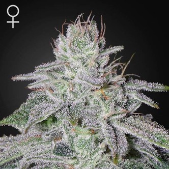 Franco's Lemon Cheese (Greenhouse Seeds) feminiserade cannabisfr&ouml;n
