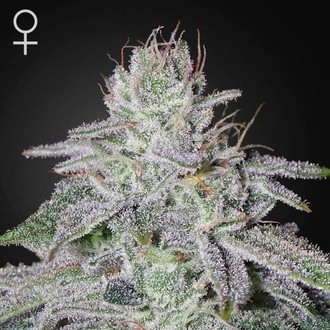 Franco's Lemon Cheese (Greenhouse Seeds) Feminiserade