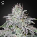 Franco's Lemon Cheese (Greenhouse Seeds) Feminiserade