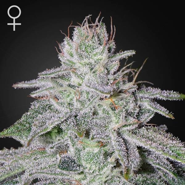 Franco's Lemon Cheese (Greenhouse Seeds) Feminiserade