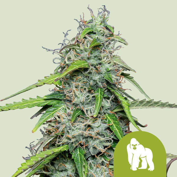 Royal Gorilla Autoflower (Royal Queen Seeds) Feminiserade