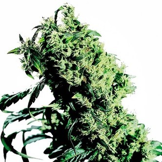 Northern Lights 5 x Haze (Sensi Seeds) feminiserade