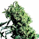 Northern Lights 5 x Haze (Sensi Seeds) Feminiserade