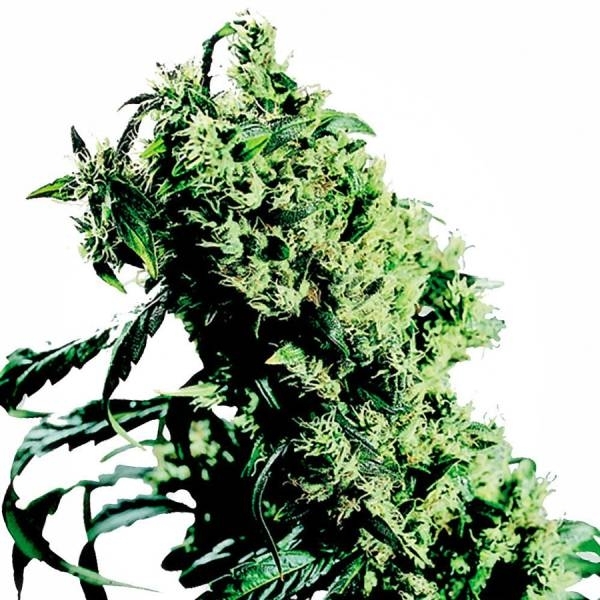 Northern Lights 5 x Haze (Sensi Seeds) Feminiserade