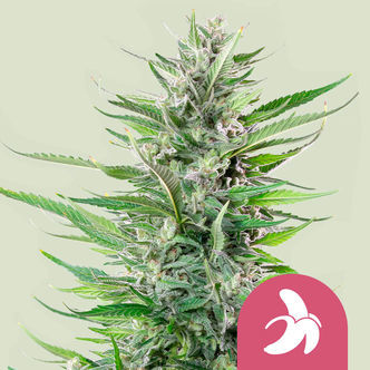 Fat Banana (Royal Queen Seeds) feminiserade