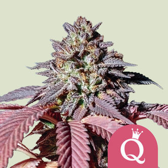 Purple Queen (Royal Queen Seeds) Feminiserade