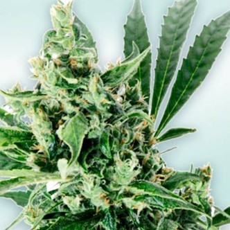 Atlant CBD (VIP Seeds) feminiserade