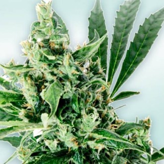 Atlant CBD (VIP Seeds) Feminiserade