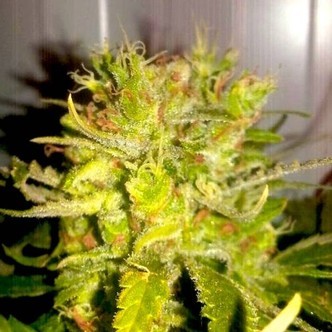 Lemon Haze (BSB Genetics) feminiserade cannabisfr&ouml;n