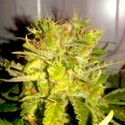 Lemon Haze (BSB Genetics) Feminiserade