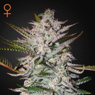 Holy Punch (Greenhouse Seeds) feminiserade