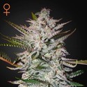 Holy Punch (Greenhouse Seeds) Feminiserade