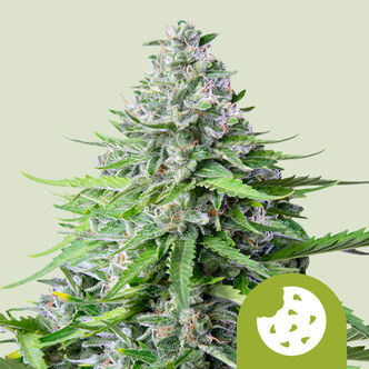 Royal Cookies Automatic (Royal Queen Seeds) Feminiserade