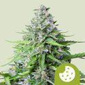 Royal Cookies Autoflower (Royal Queen Seeds) Feminiserade