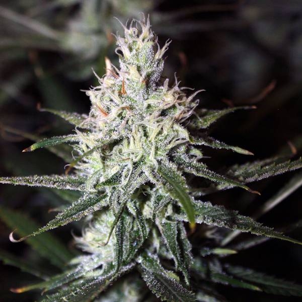 Moonshine Haze (Rare Dankness) Reguljär