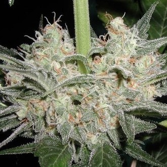 Black Widow (Mr. Nice) reguljär
