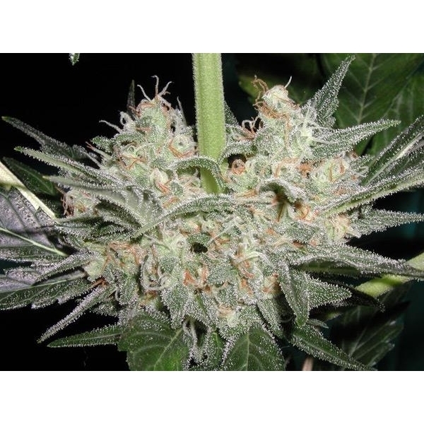 Black Widow (Mr. Nice) reguljär