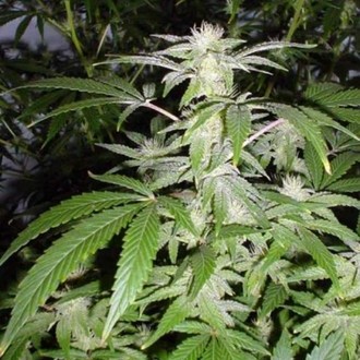 Black Widow (Mr. Nice) reguljär