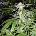 Black Widow (Mr. Nice) reguljär