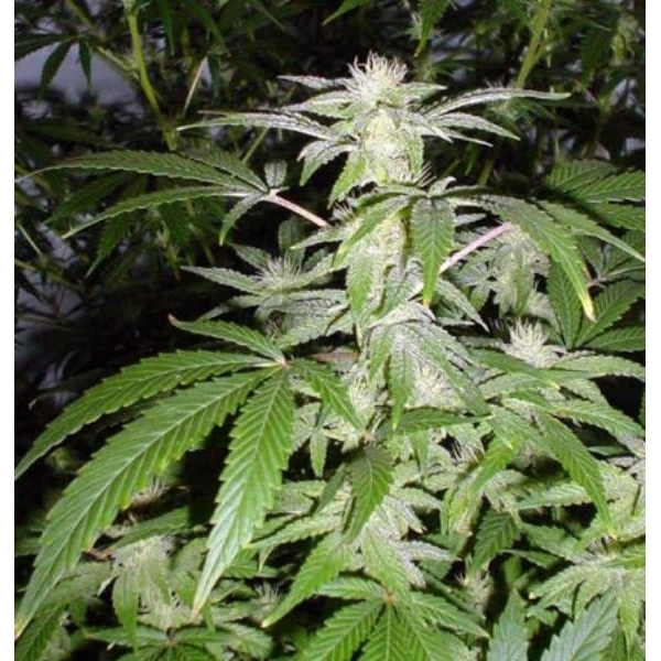 Black Widow (Mr. Nice) reguljär