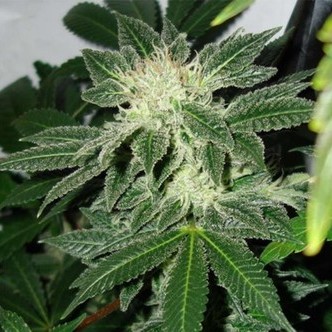 Black Widow (Mr. Nice) regulj&auml;r