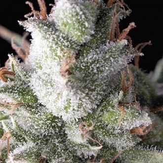 Ramses (Pyramid Seeds) Feminiserade