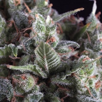 Olympia (Pyramid Seeds) feminiserade